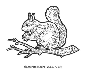 squirrel with nut on branch sketch engraving vector illustration. T-shirt apparel print design. Scratch board imitation. Black and white hand drawn image.