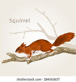 Squirrel on an old tree natural rodent vector illustration 