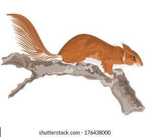 Squirrel on an old tree vector illustration 