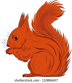 The squirrel in a profile
