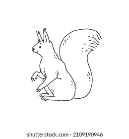 squirrel side view. Cartoon outline black white sketch illustration of cute animal character.