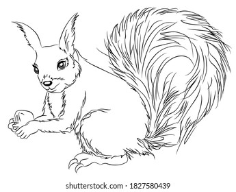 Squirrel sits with a nut Coloring Page vector. Coloring book anti-stress for adults and children. Black and white.