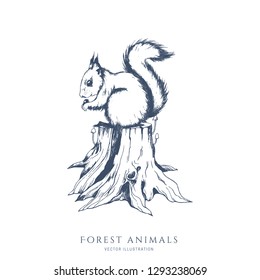 Squirrel sitting on a stub  monochrome hand drawn sketch. Wildlife vector illustration. Forest animal.