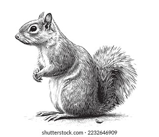 Squirrel sitting sketch hand drawn engraved style Vector illustration.