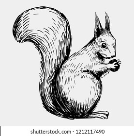 Squirrel Sketch. Hand Drawn Illustration Converted To Vector