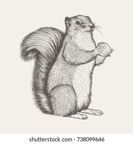 Squirrel Sketch Illustration Vector 