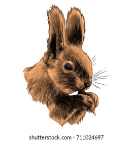 squirrel sketch vector graphics color picture head