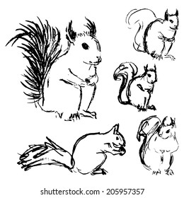 Squirrel sketches 