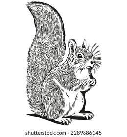 squirrel sketches, outline with transparent background, hand drawn illustration baby squirrel.
