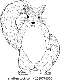 Squirrel standing sketch