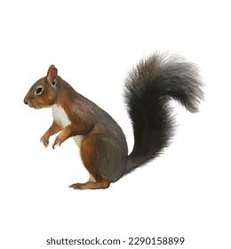 squirrel with style hand drawn digital painting illustration