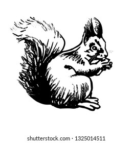 Squirrel. Stylized line drawing