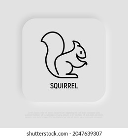 Squirrel thin line icon. Modern vector illustration.