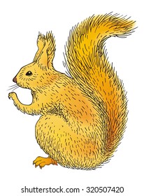 Squirrel vector
