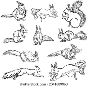 squirrel vector design bundle eps 