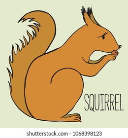 
Squirrel vector illustration character cartoon animal hand drawing
