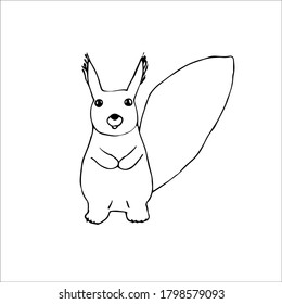 Squirrel, vector illustration, hand drawing