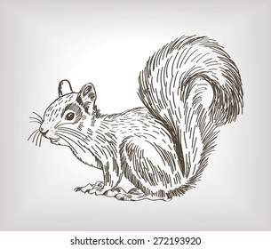 squirrel vector painted natural wool curves on a gray gradient background