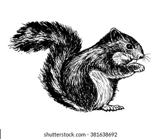 squirrel vector sketch