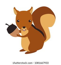 Squirrel wild animal