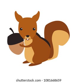 Squirrel wild animal