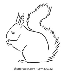 Squirrel Wild Animal, Vector Sketch