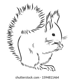squirrel wild animal, vector sketch