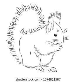squirrel wild animal, vector sketch