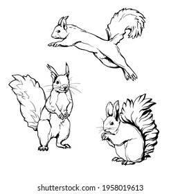 Squirrels, black and white drawing. Vector set of squirrels. Illustration isolated on a white background.