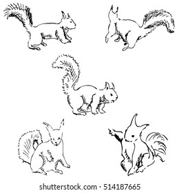 Squirrels in different positions. Pencil sketch by hand