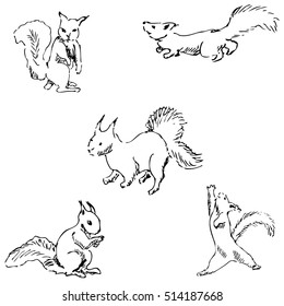 Squirrels in different positions. Pencil sketch by hand
