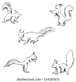 Squirrels in different positions. Pencil sketch by hand