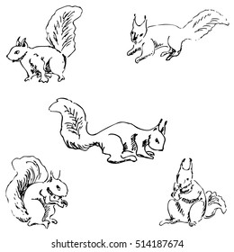 Squirrels in different positions. Pencil sketch by hand