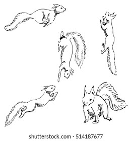 Squirrels in different positions. Pencil sketch by hand