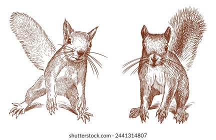 Squirrels sketches, rodents, wild animals,funny, fluffy, cute,red, two, vector hand drawings isolated on white