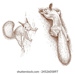 Squirrels sketches tree trunk rodents wild animals realistic fluffy two cute red vector hand drawings isolated on white