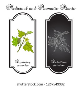 Squirting or exploding cucumber (Ecballium elaterium), medicinal plant. Hand drawn botanical vector illustration