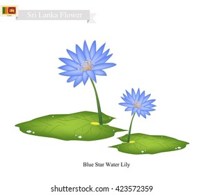 Sri Lanka Flower, Illustration of Blue Star Water Lily. The National Flower of Sri Lanka.