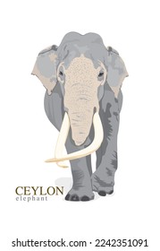 Sri Lankan (Ceylon) Elephant, Vector illustration Art