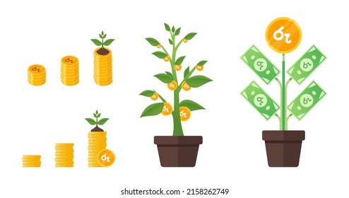 Sri Lankan Rupee Money Tree Growing