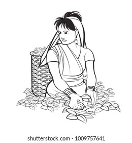 Sri Lankan tea plucking lady vector cartoon