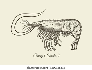 Srimp, hand-drawn vector illustration. Retro ink drawing. Latin inscription (Srimp)