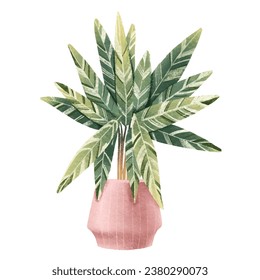 Srtomantha. Houseplant in pot. Home flower. Isolated illustration with indoor plant. Cozy home