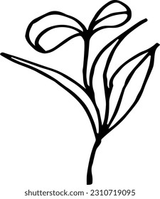  Ssingle hand drawn herbal elements. Doodle vector illustration for, logo and greeting card.
