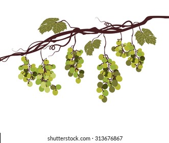 Sstylized graphic image of a vine with green grapes