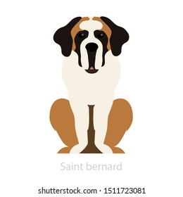 St bernard dog breed. Domestic animal, cute pet. Adorable mammal. Isolated vector illustration in cartoon style