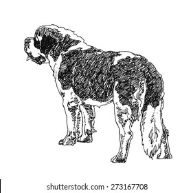 St. Bernard Dog. hand drawn. Vector illustration