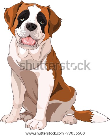 St. Bernard Dog, sitting in front of white background