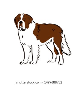 St. Bernard dog sketch,vector illustration 