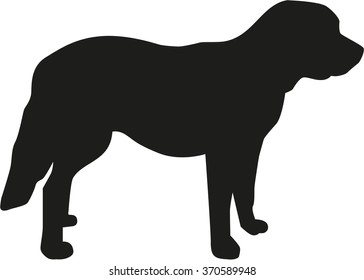 St. Bernard dog standing